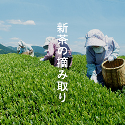 新茶の摘み取り